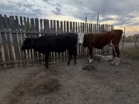 Krava, Simmental cattle — foto 1