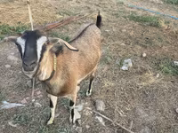 ছাগী, Nubian Goat — ছবি 3