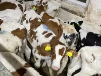 گاو نر, Simmental cattle — عکس 1