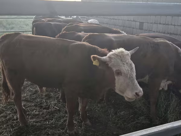 Bou, Vaca kazahă cu cap alb