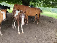 Mare, Horses — photo 3