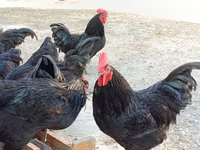 Australorp — sawirka 5