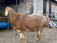 Ovan, Baerchuke sheep — fotografija 6