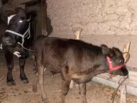 Lembu betina, Alatau breed — foto 4