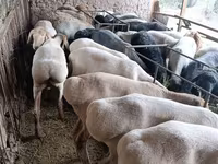 Ram, Arashan sheep — photo 4