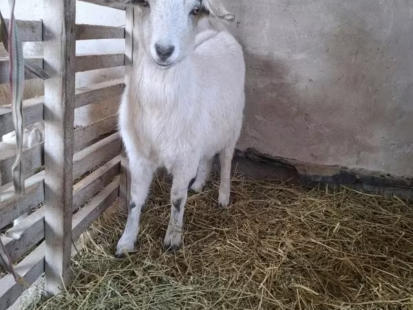 雌ヤギ, Alpine goat