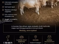 Lembu jantan, Charolais cattle — foto 4