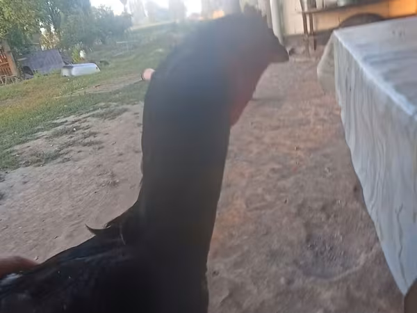 Chickens — Kyrgyzstan