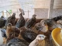 Quails — լուսանկար 4