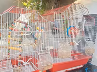 3 ədəd papuqay ana ve iki ayliq bala. 2 qəfəs butun esyalari ili — Foto 4