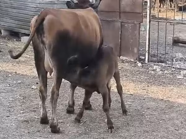Hunkamel, Kameler