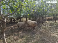 Kambing jantan, Tsigai sheep — foto 2