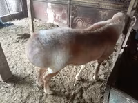 قوچ, Arashan sheep — عکس 4