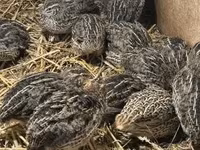 Quails — fotografija 3