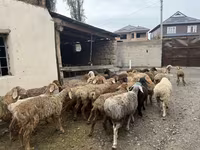 كبش, Rhon sheep — الصورة 7