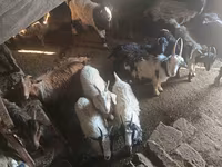 Țap, Capre — foto 1