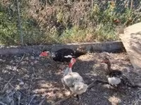 Ducks — sawirka 5