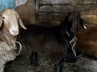 แกะตัวผู้, Rhon sheep — รูปภาพ 6