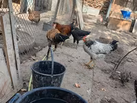 Chickens — الصورة 7