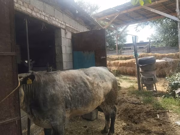 Bou, Belgian Blue