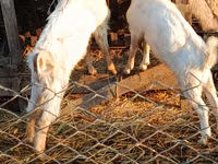 تيس, Nubian Goat — الصورة 1