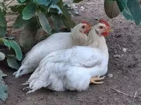 Chickens — 사진 5