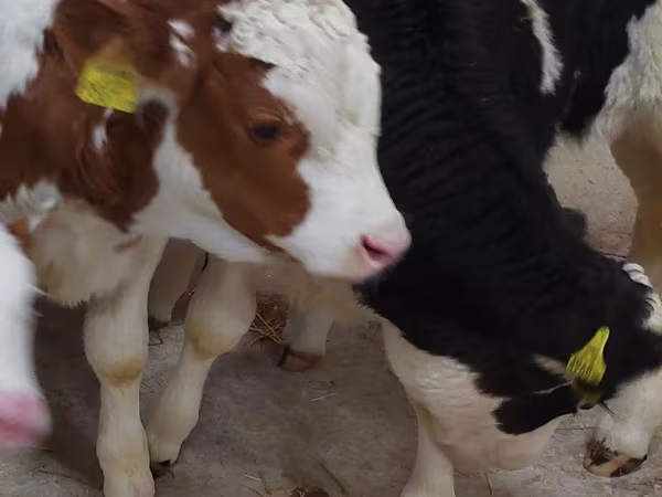 سانڈ, Simmental cattle