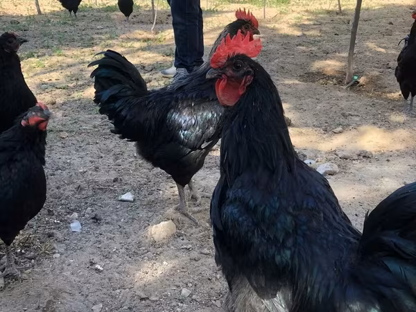 Chickens
