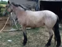 گھوڑی, گھوڑے — تصویر 2