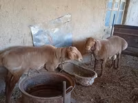 Ram, Arashan sheep — photo 2