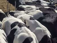 Býk, Russian Black pied cattle — foto 4