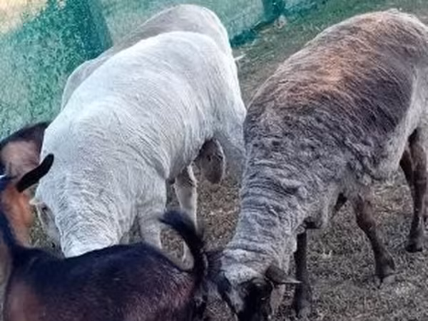 Ram, Sheep — Hungary
