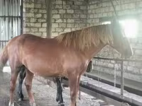 Kůň, Kustanai horse — foto 2