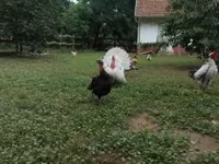 Turkeys — foto 2