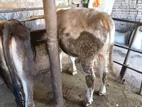 सांड, Swiss cattle — फ़ोटो 7