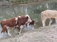 گاو نر, نژاد آولی‌اکول — عکس 5