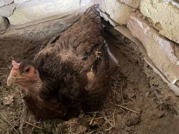 Chickens