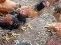 Chickens — الصورة 7