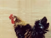 سراما — عکس 3