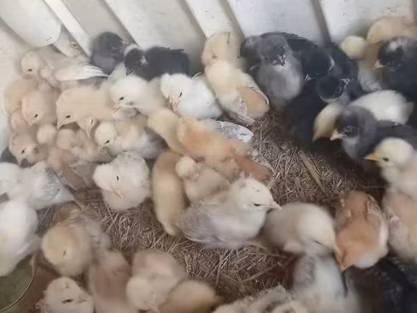 Chickens