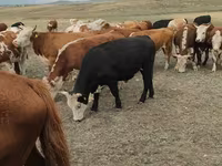 Toro, Mucca kazaka a testa bianca — foto 4