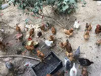 Chickens — foto 2