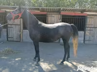 Kuda jantan, Horses — foto 6