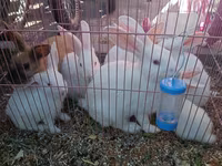 Dovşan yemləri 1-kilosu 2azn Balaca paçka 1-azn Dovşan balaları 5azn — foto 2
