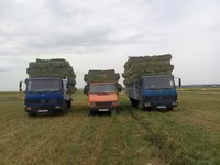 Продаётся 3укос клевер чистый — photo 1