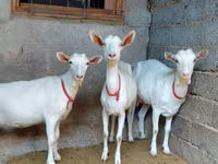 بز ماده, Saanen goat — عکس 1