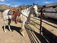 Kuda betina, Quarter Horse — foto 1