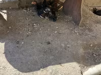 Chickens — Foto 5