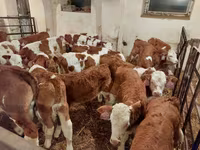 황소, Simmental cattle — 사진 4