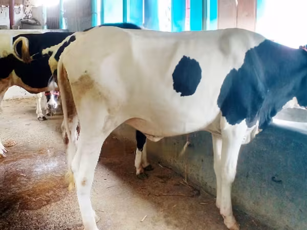 بقرة, Russian Black pied cattle